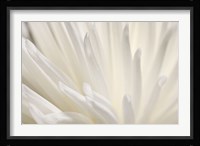 White Flower Fine Art Print