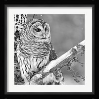 White Owl Fine Art Print