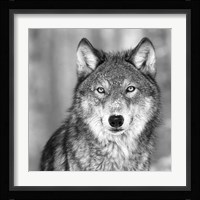 Wolf Fine Art Print