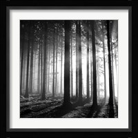 Wood Light Fine Art Print