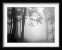 Woods 1 Fine Art Print