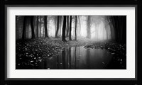Woods 2 Fine Art Print