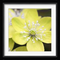 Yellow Blossom Fine Art Print
