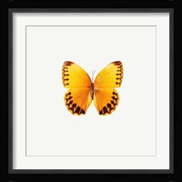 Yellow Butterfly Framed Print