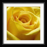 Yellow Rose Fine Art Print
