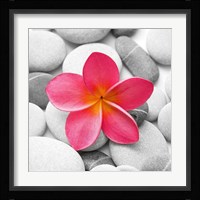 Zen Flower Fine Art Print