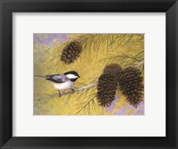 Chickadee in the Pines I Fine Art Print
