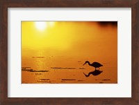 Little Blue Heron at sunset, J.N.Ding Darling National Wildlife Refuge, Florida Fine Art Print
