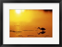Little Blue Heron at sunset, J.N.Ding Darling National Wildlife Refuge, Florida Fine Art Print