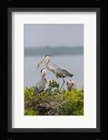 Great Blue Heron and Chicks Fine Art Print