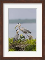 Great Blue Heron and Chicks Fine Art Print