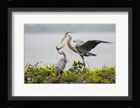 Great Blue Heron (Ardea herodias) Fine Art Print