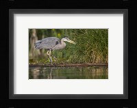 Great Blue Heron stalks for food, Lake Washington, Seattle. Fine Art Print