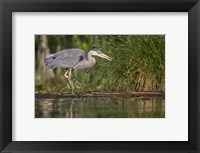 Great Blue Heron stalks for food, Lake Washington, Seattle. Fine Art Print