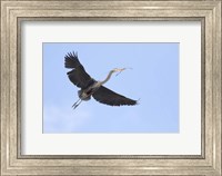 Washington State, Redmond, Great Blue Heron Fine Art Print