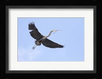 Washington State, Redmond, Great Blue Heron Fine Art Print