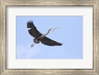 Washington State, Redmond, Great Blue Heron Fine Art Print