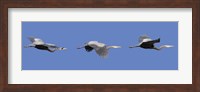 Three Great Blue Herons Fine Art Print