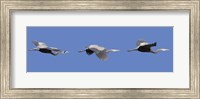 Three Great Blue Herons Fine Art Print
