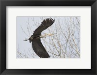 Great Blue Heron, flying back to nest with a stick Fine Art Print