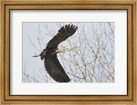 Great Blue Heron, flying back to nest with a stick Fine Art Print