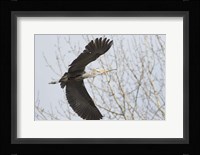Great Blue Heron, flying back to nest with a stick Fine Art Print