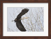 Great Blue Heron, flying back to nest with a stick Fine Art Print