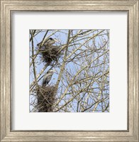 Great Blue Herons, on nest at rookery Fine Art Print
