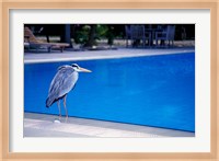 Big Blue Heron, Maldives Fine Art Print