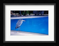 Big Blue Heron, Maldives Fine Art Print