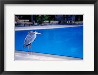 Big Blue Heron, Maldives Framed Print