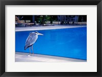 Big Blue Heron, Maldives Fine Art Print