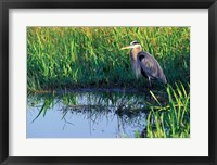 Great Blue Heron in Taylor Slough, Everglades, Florida Fine Art Print