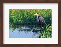 Great Blue Heron in Taylor Slough, Everglades, Florida Fine Art Print