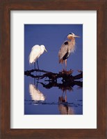 Great Egret and Great Blue Heron on a Log in Morning Light Fine Art Print