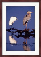 Great Egret and Great Blue Heron on a Log in Morning Light Fine Art Print