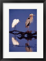 Great Egret and Great Blue Heron on a Log in Morning Light Fine Art Print