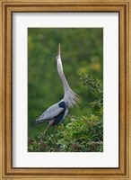 Great Blue Heron Displaying the Sky Point Courtship Ritual Fine Art Print