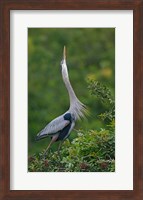 Great Blue Heron Displaying the Sky Point Courtship Ritual Fine Art Print