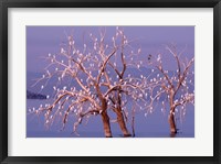 California, Cattle Egret, Great Blue Heron, bird roost Fine Art Print
