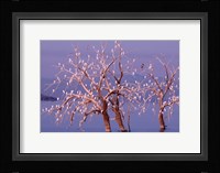 California, Cattle Egret, Great Blue Heron, bird roost Fine Art Print