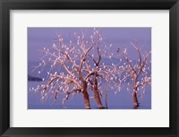 California, Cattle Egret, Great Blue Heron, bird roost Fine Art Print