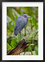 Little Blue Heron, Corkscrew Swamp Sanctuary, Florida Fine Art Print