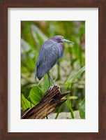 Little Blue Heron, Corkscrew Swamp Sanctuary, Florida Fine Art Print