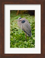 Great Blue Heron bird Corkscrew Swamp  Florida Fine Art Print