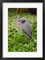 Great Blue Heron bird Corkscrew Swamp  Florida Fine Art Print