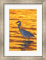 Great Blue Heron in Golden Water at Sunset Fine Art Print