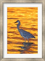 Great Blue Heron in Golden Water at Sunset Fine Art Print