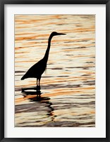 Silhouette of Great Blue Heron in Water at Sunset Fine Art Print