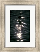 Great Blue Heron Wades in Water, Placido, Florida Fine Art Print